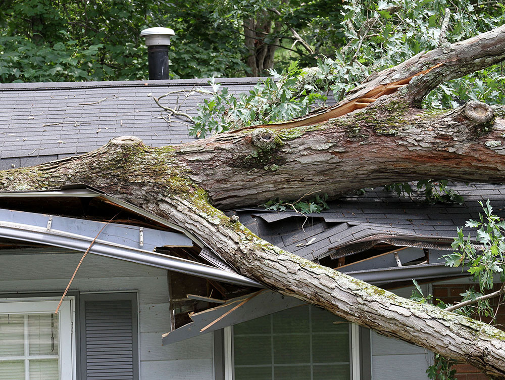 tree on roof